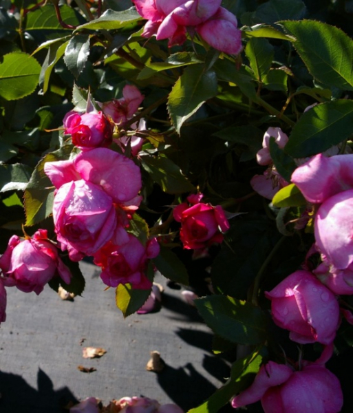 Edelrose La Rose de Molinard ® - pinke Blüten - Duft ++++ - Delbard-Rose