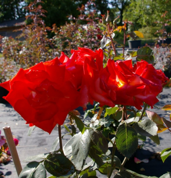 Edelrose France Libre