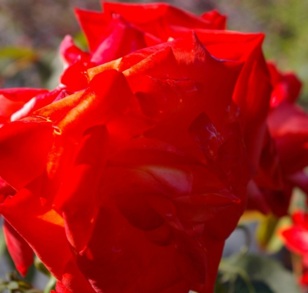 Edelrose France Libre