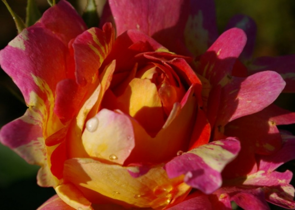 Strauchrose Rose des Cisterciens (R)