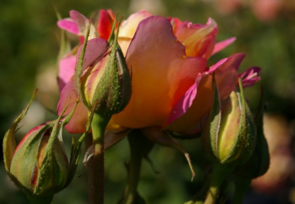 Strauchrose Rose des Cisterciens (R)