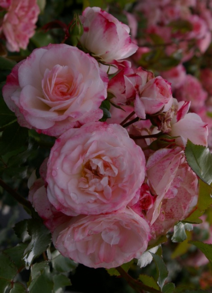 Strauchrose Rosenstadt Freising (R)