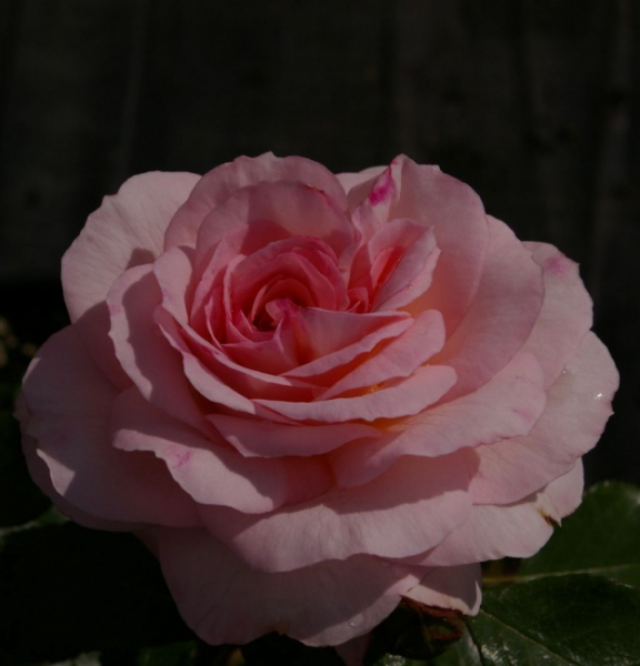 Strauchrose Bremer Stadtmusikanten (R)