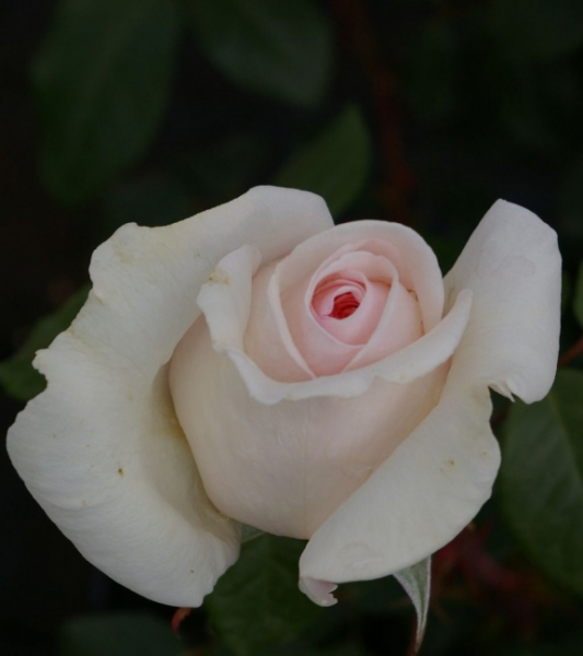 Strauchrose Schloß Ippenburg (R)