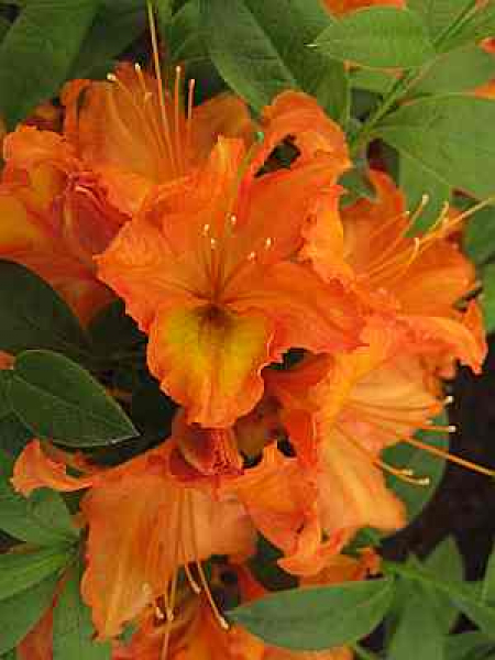 Rhododendron luteum "Apricot" 25-30