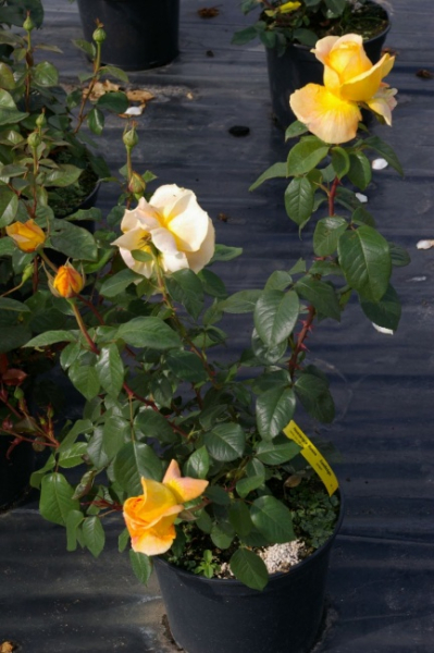 Edelrose Candlelight (R)
