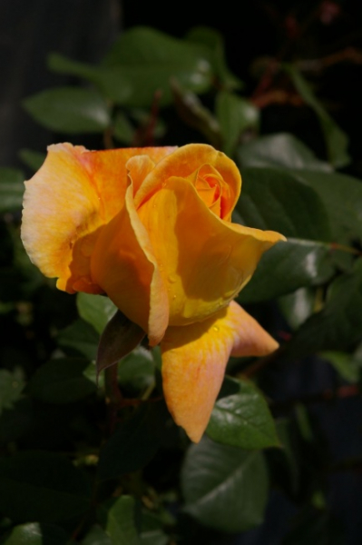 Edelrose Candlelight (R)