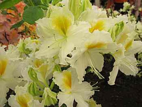 Rhododendron luteum Bianca - sommergrne Azallee Bianca - Azalea ponica/ flavum - Pflanzen online kaufen