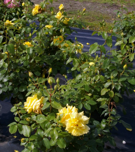 Edelrose Landora (R)