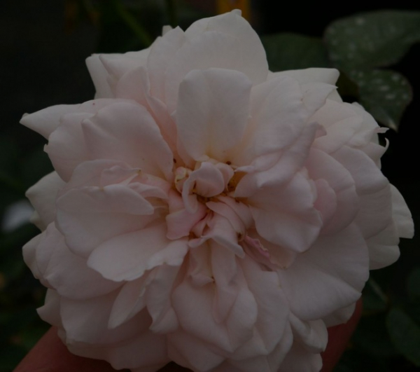 Strauchrose Great North Eastern (R)