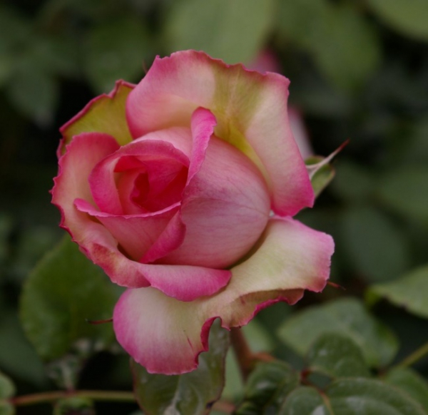 Edelrose Honore de Balzac