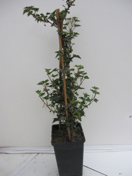 Hedera helix Ivalace - Krausblättriger Efeu Ivalace 30-40