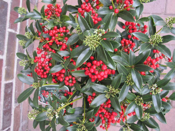Skimmia japonica Red Diamond - Japanische Skimmie Red Diamond - 30-40 cm