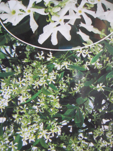 duftjasmin