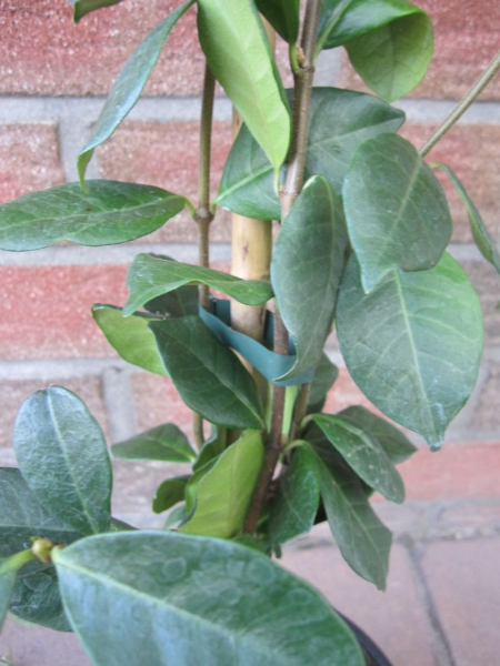 Trachelospermum jasminoides