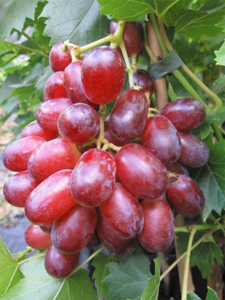 vitis suffolk red
