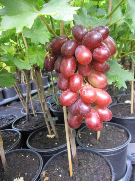 weintraube suffolk red