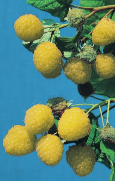 Himbeere Golden Queen