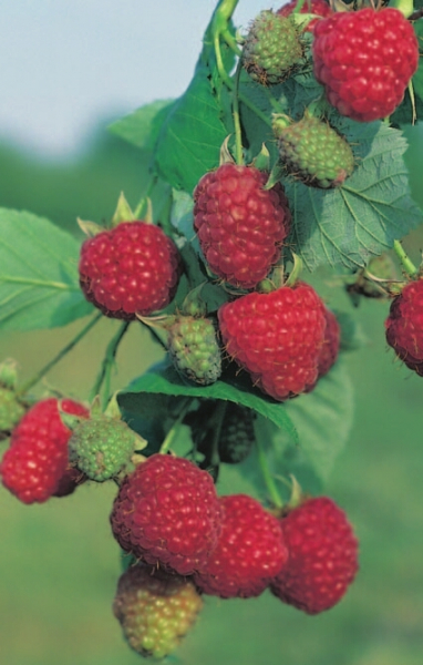 Himbeere Zefa Herbsternte