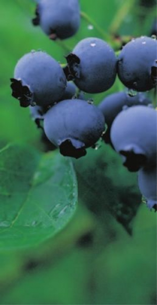 Heidelbeere Blue crop