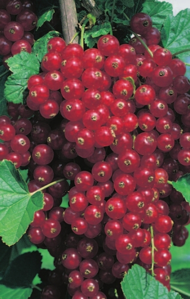 Johannisbeere Rovada