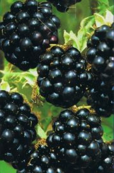 Brombeere Black Satin