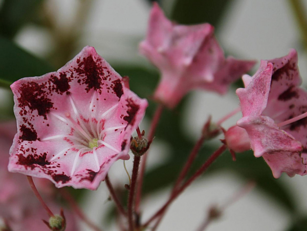 kalmia latifolia