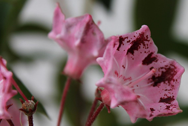kalmia latifolia