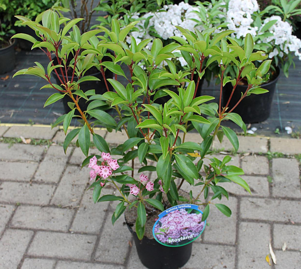 kalmia latifolia