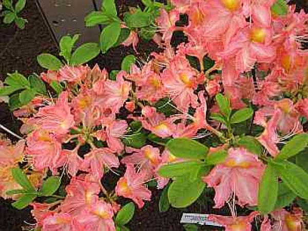 Rhododendron luteum Margitta - sommergrüne Azalee Margitta - Azalea pontica/flavum - 25-30