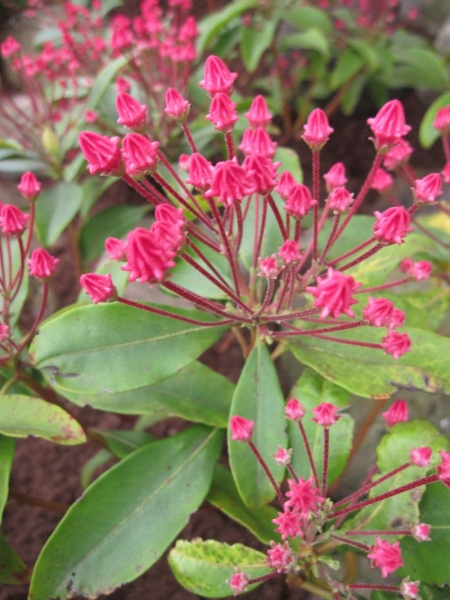 kalmia latifolia leuchtfeuer
