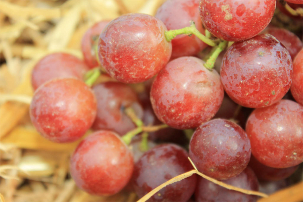 vitis red flame seedless
