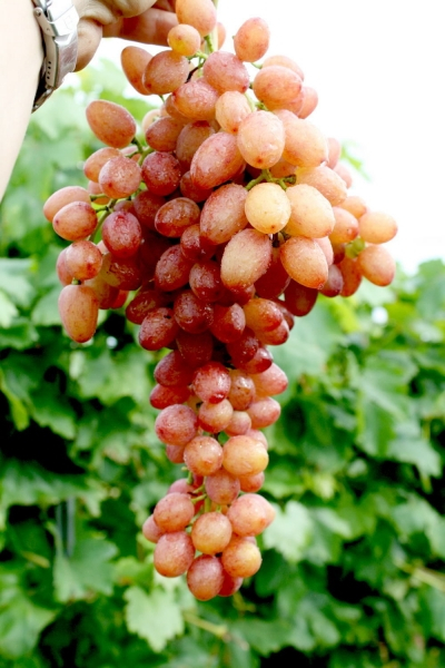 Vitis vinifera White Muscat 60-80 cm kernlose Weinrebe Weintrauben 