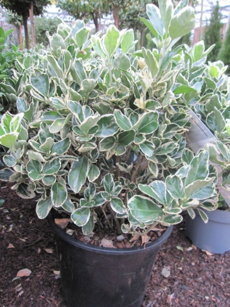 Euonymus japonicus Kathy - japanischer Spindelstrauch Kathy - 60-70 cm