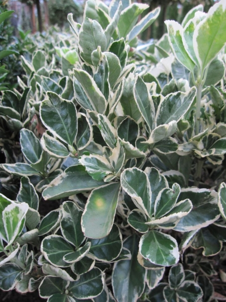 Euonymus japonicus Kathy - japanischer Spindelstrauch Kathy - 60-70 cm