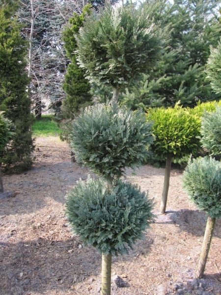 Chamaecyparis Columnaris Formschnitt Trio-Kugel - blaue  Scheinzypresse Columnaris - 125-150 cm