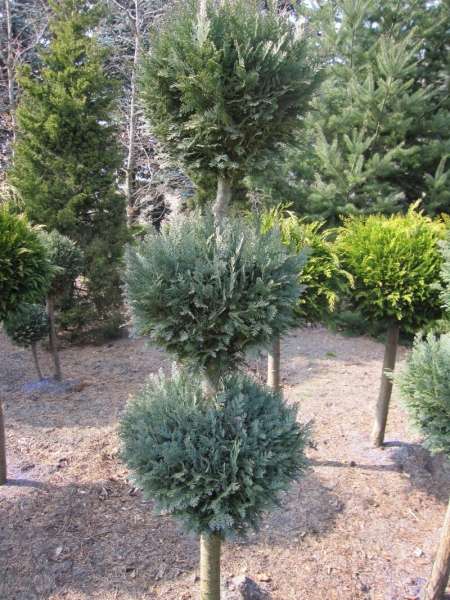 Chamaecyparis Columnaris Formschnitt Trio-Kugel - blaue  Scheinzypresse Columnaris - 125-150 cm