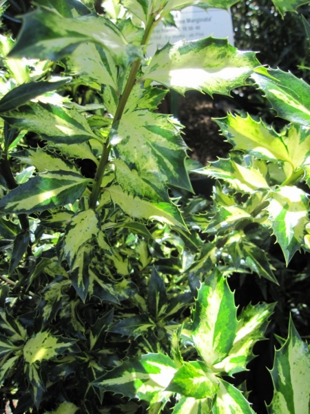 Ilex aquifolium White Cream - Stechpalme White Cream -