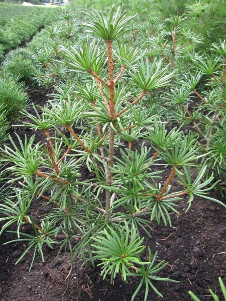 Sciadopitys verticillata Twister - japanische Schirmtanne Twister - 40-60cm