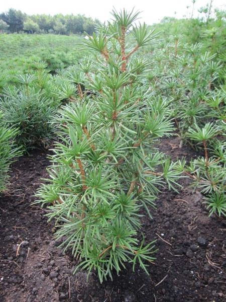 Sciadopitys verticillata Twister - japanische Schirmtanne Twister - 40-60cm