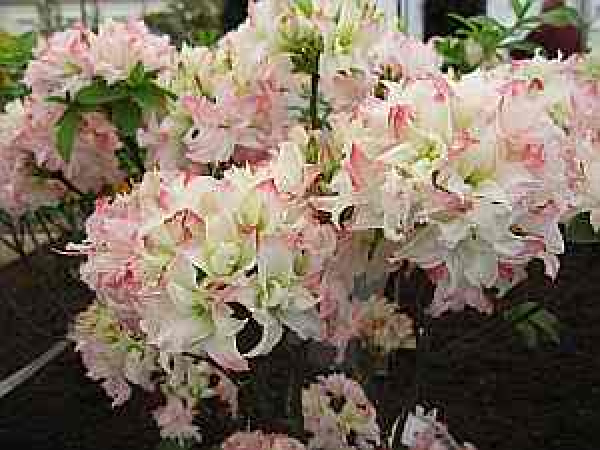 Rhododendron luteum "Vinecourt Duke" 25-30