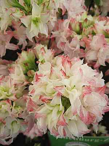 Rhododendron luteum "Vinecourt Duke" 25-30
