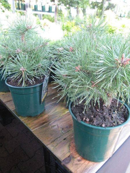 Pinus sylvestris Bexel - Waldkiefer Bexel -