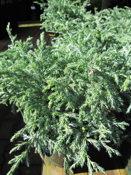 Chamaecyparis pisifera Baby Blue - Zwerg-Silberzypresse Baby Blue -