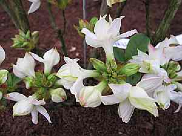 Rhododendron luteum "Wedding Bouquet" 25-30