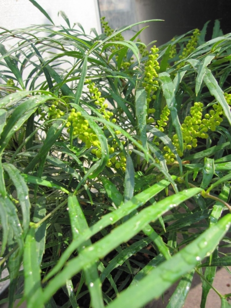 Mahonia eurybracteata Soft Caress - chinesische Mahonie Soft Caress ca.  30-40 cm