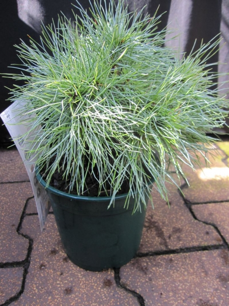 Pinus strobus Sea Urchin - Seidenkiefer - Weymouthskiefer - 15-20cm
