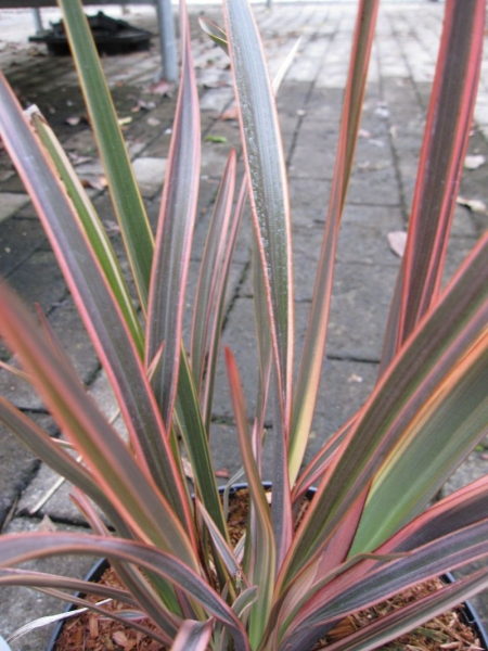 Neuseelandflachs Rainbow Maiden