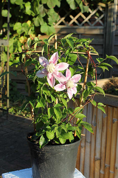 Clematis Josephine Waldrebe Rosen-Clematis