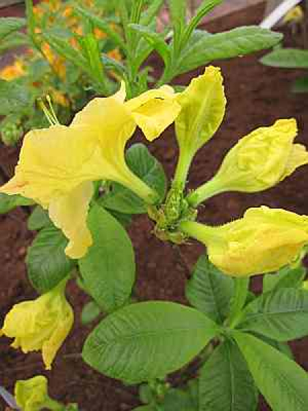 Rhododendron luteum "Yellow Cloud" 25-30